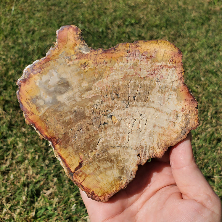 Petrified Wood Slab Minerals Stones Natural BONUS Info Card Nature Reiki Collectible