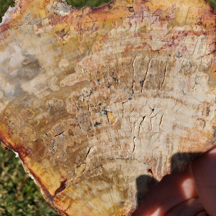Petrified Wood Slab Minerals Stones Natural BONUS Info Card Nature Reiki Collectible