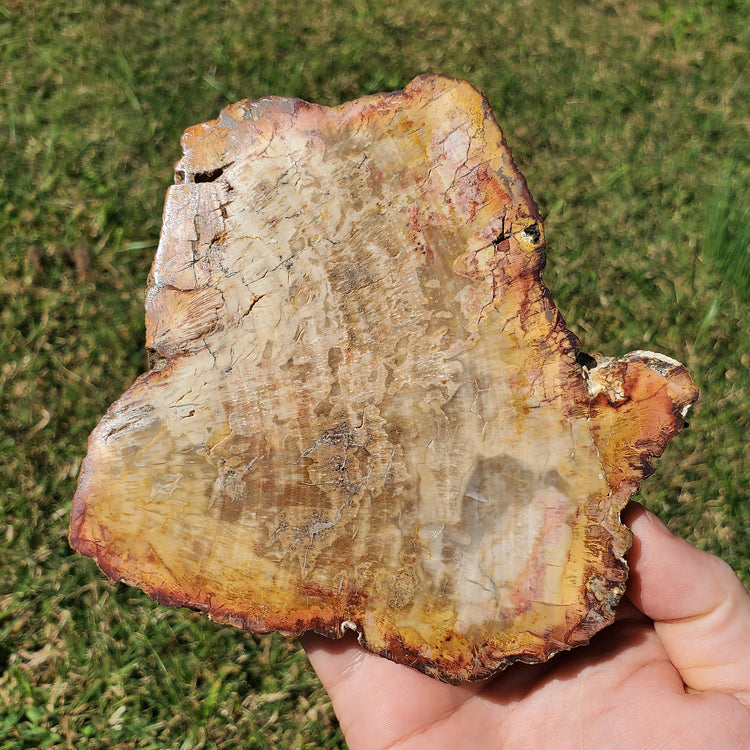 Petrified Wood Slab Minerals Stones Natural BONUS Info Card Nature Reiki Collectible