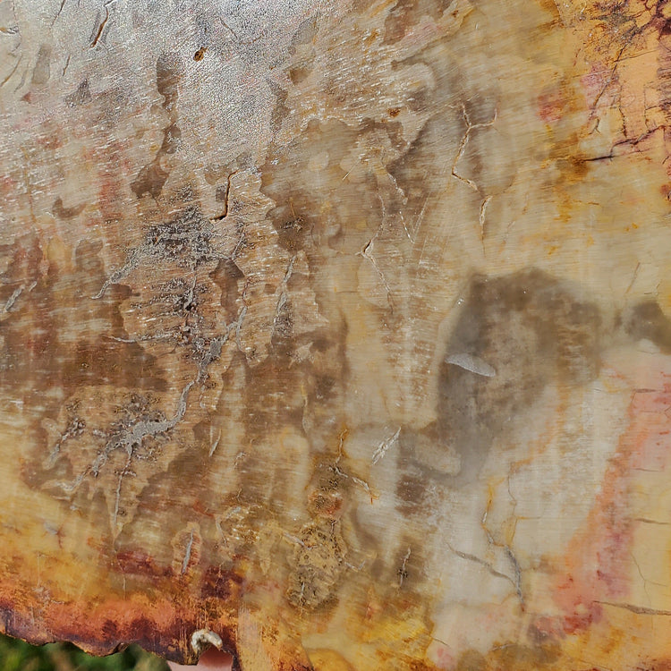 Petrified Wood Slab Minerals Stones Natural BONUS Info Card Nature Reiki Collectible