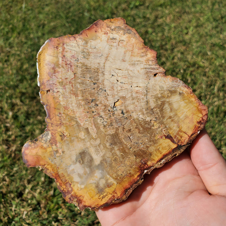 Petrified Wood Slab Minerals Stones Natural BONUS Info Card Nature Reiki Collectible
