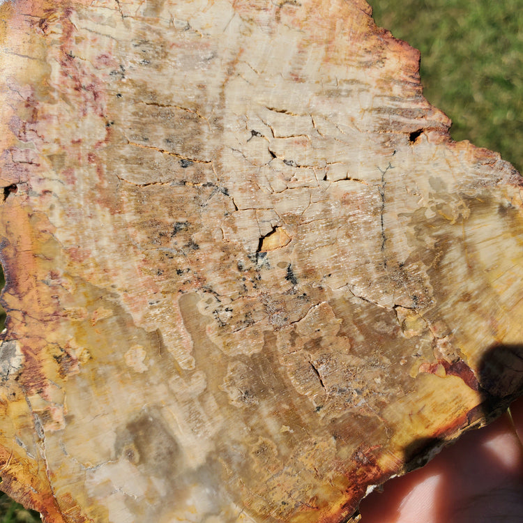 Petrified Wood Slab Minerals Stones Natural BONUS Info Card Nature Reiki Collectible