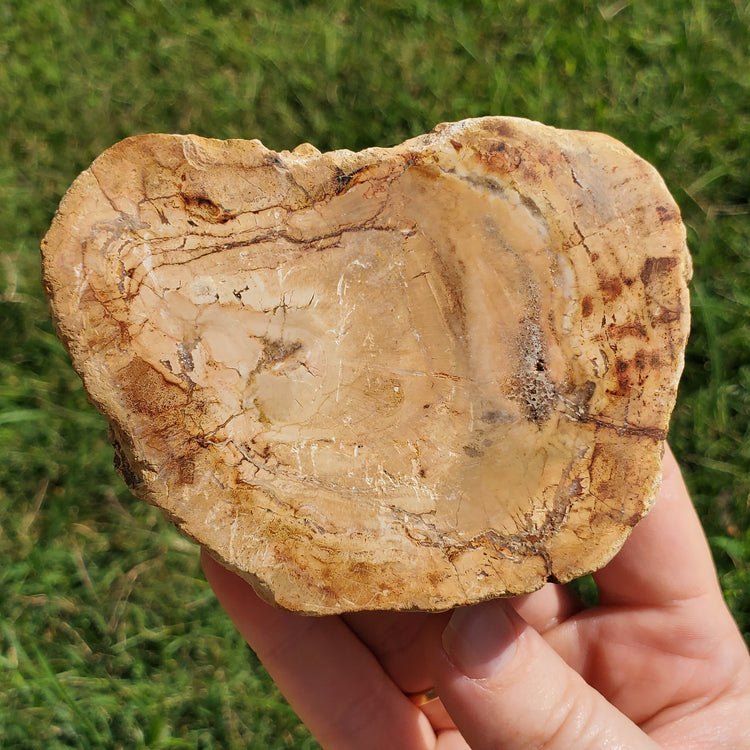 Petrified Wood Slab Minerals Stones Natural BONUS Info Card Nature Reiki Collectible