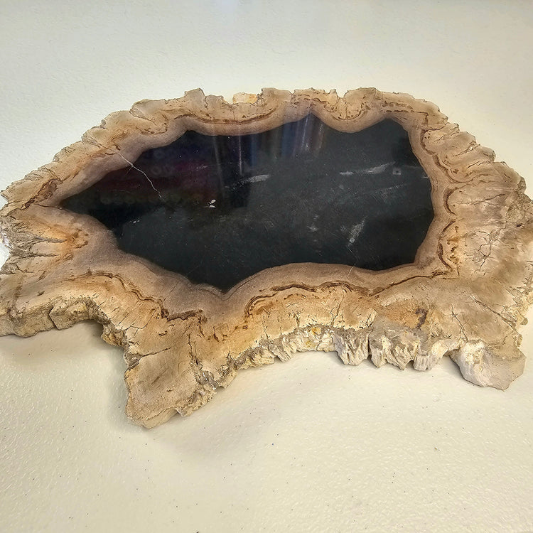 Petrified Wood Indonesia Fossilized Slab Slice Crystals Minerals