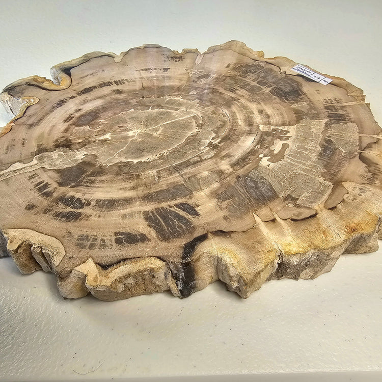 Petrified Wood Indonesia Fossilized Slab Slice Crystals Minerals Paw Print