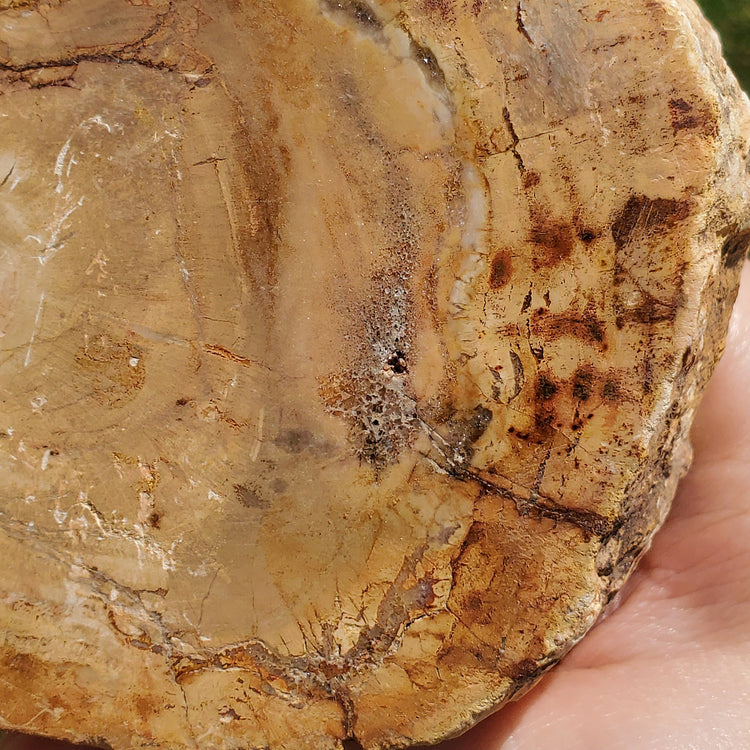 Petrified Wood Slab Minerals Stones Natural BONUS Info Card Nature Reiki Collectible