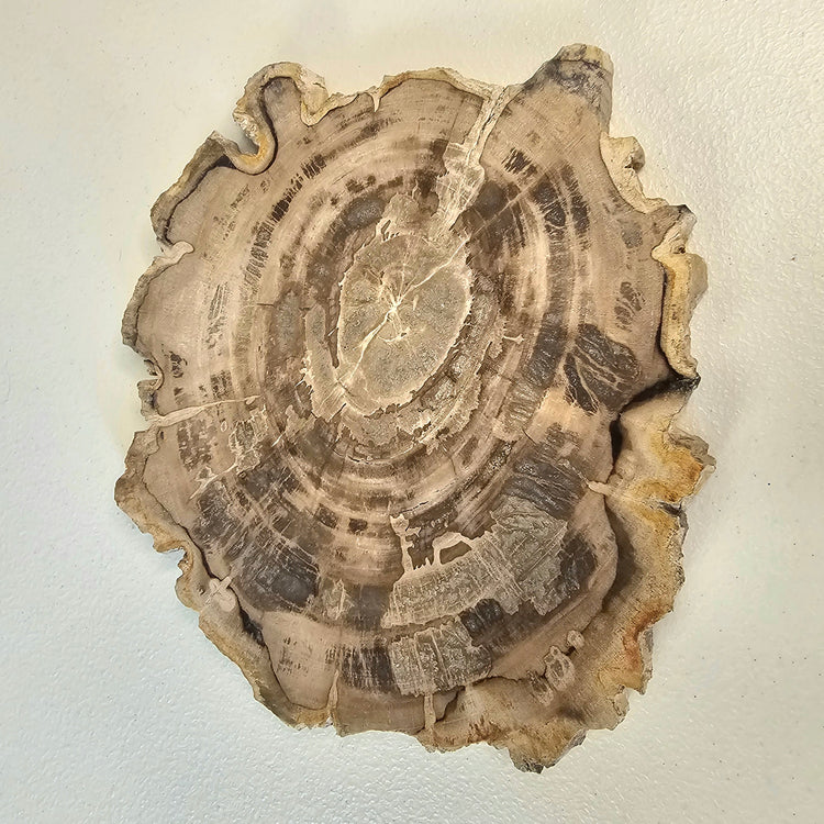 Petrified Wood Indonesia Fossilized Slab Slice Crystals Minerals Paw Print