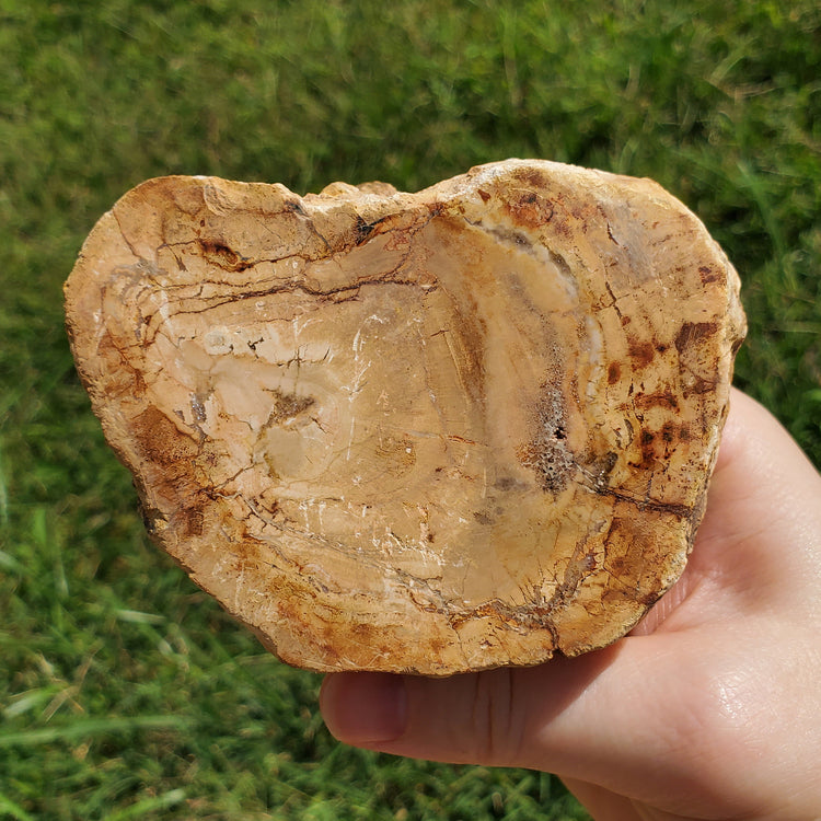 Petrified Wood Slab Minerals Stones Natural BONUS Info Card Nature Reiki Collectible