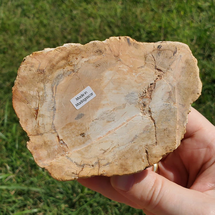 Petrified Wood Slab Minerals Stones Natural BONUS Info Card Nature Reiki Collectible