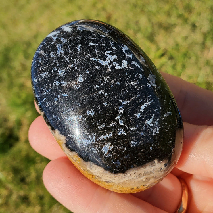 Fossilized Palm Root Palm Stone Indonesia Agate Collectible Quality Gifts A
