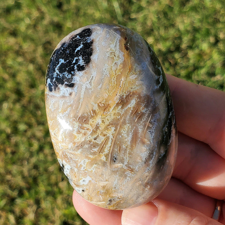 Fossilized Palm Root Palm Stone Indonesia Agate Collectible Quality Gifts K