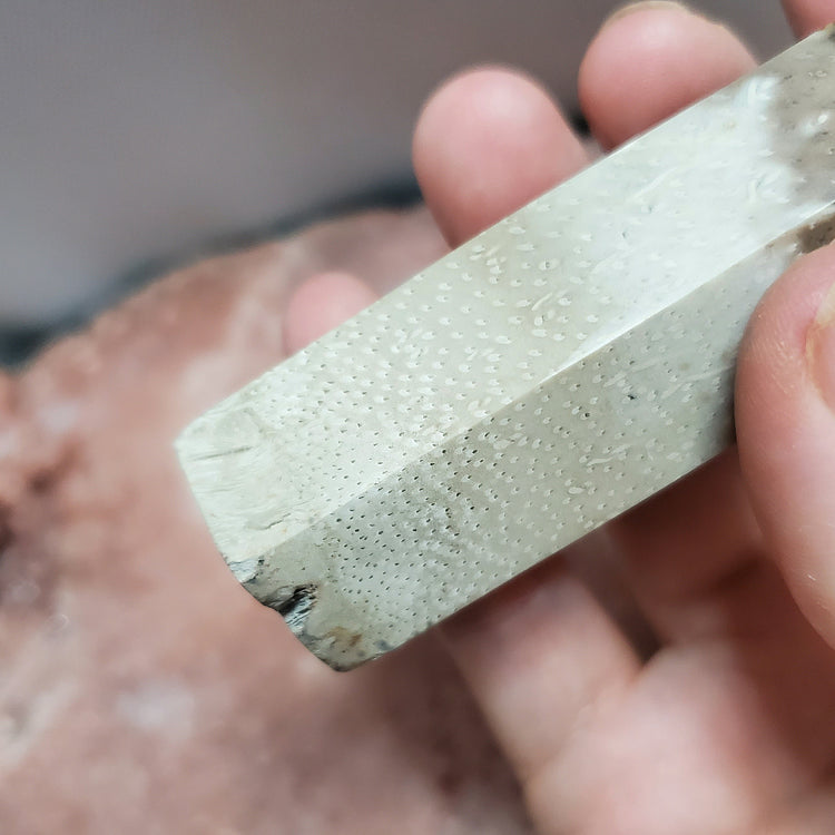 Fossilized Palm Root Generator Tower Indonesia Crystals Minerals Stones E