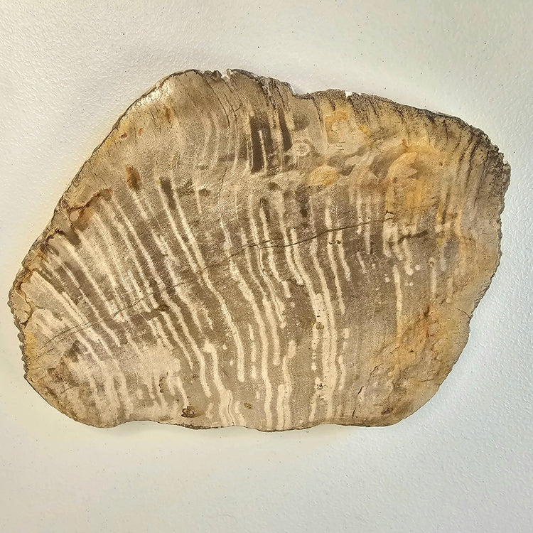 Petrified Wood Indonesia Fossilized Slab Slice Crystals Minerals