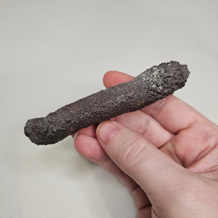 Prophecy Stone Unique Specimen Collectible Minerals Egypt