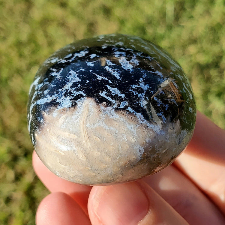 Fossilized Palm Root Palm Stone Indonesia Agate Collectible Quality Gifts K