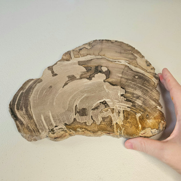 Petrified Wood Indonesia Fossilized Slab Slice Crystals Minerals