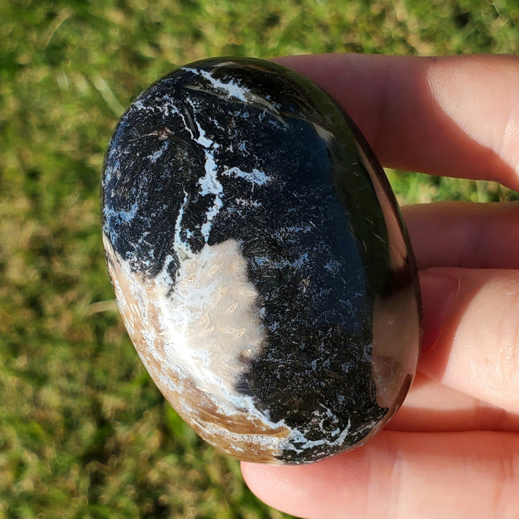 Fossilized Palm Root Palm Stone Indonesia Agate Collectible Quality Gifts D