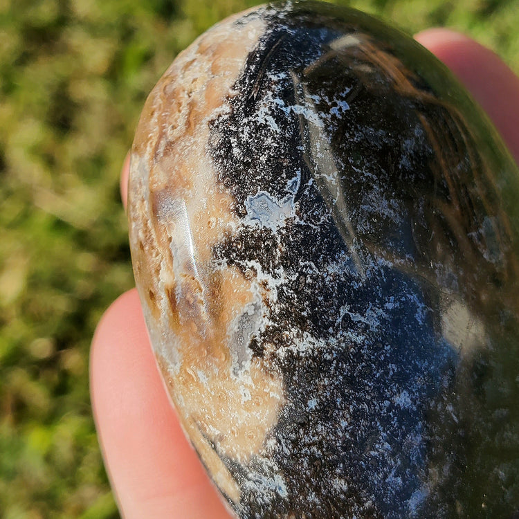 Fossilized Palm Root Palm Stone Indonesia Agate Collectible Quality Gifts D