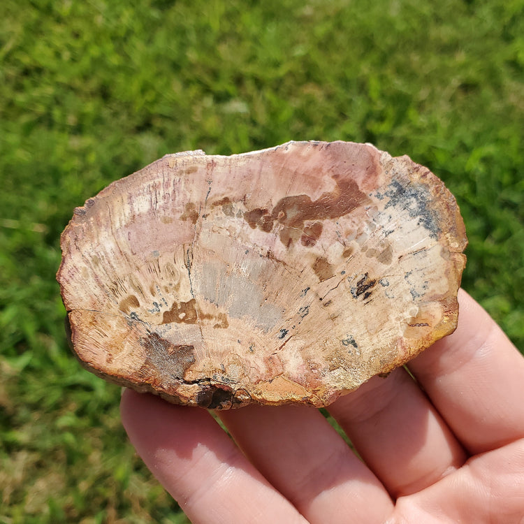 Petrified Wood Slab Slice Fossilized Crystals Mineral Stones Natural BONUS INFO CARD Gifts Collectible