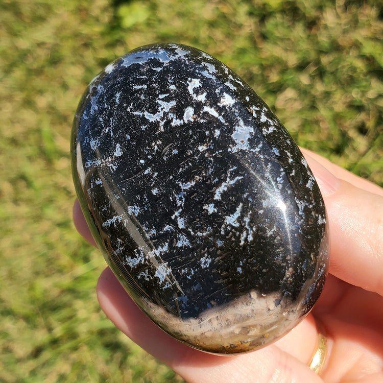 Fossilized Palm Root Palm Stone Indonesia Agate Collectible Quality Gifts A
