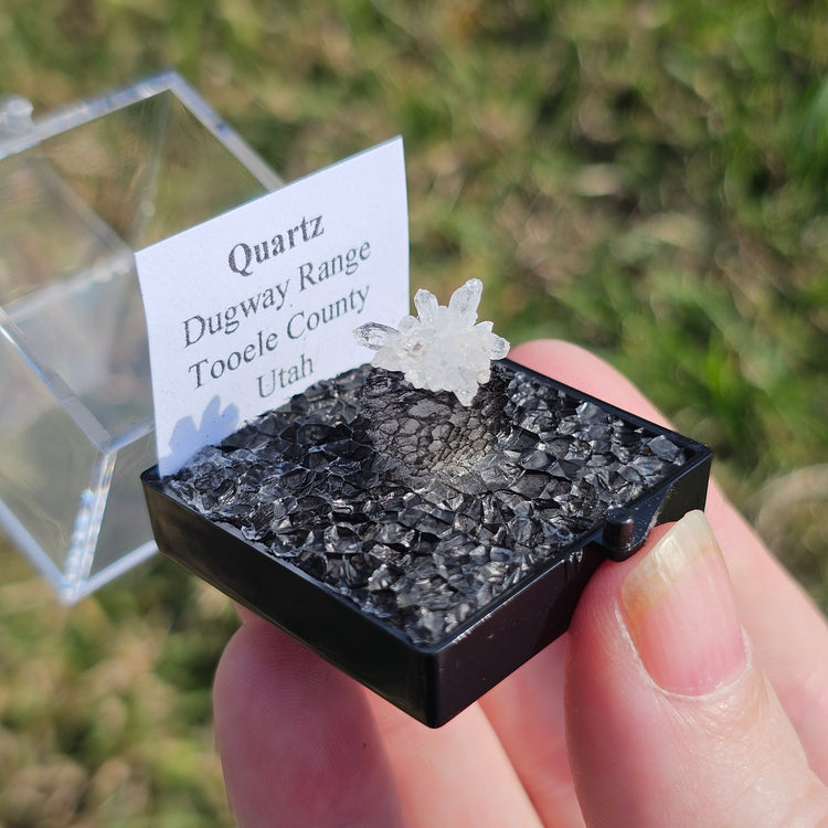 Quartz Flower Crystals Minerals Thumbnails Natural Specimen Collectible