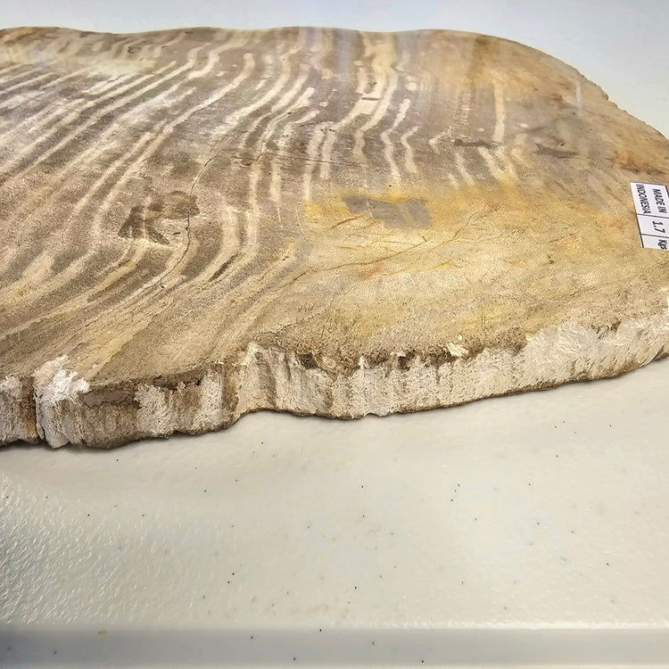 Petrified Wood Indonesia Fossilized Slab Slice Crystals Minerals