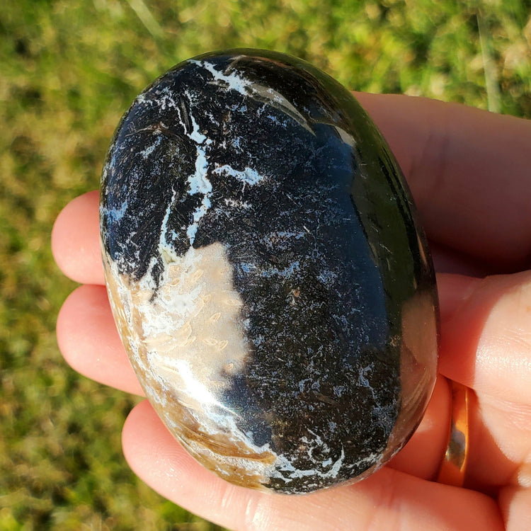 Fossilized Palm Root Palm Stone Indonesia Agate Collectible Quality Gifts D