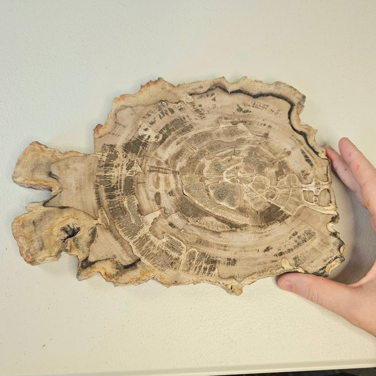 Petrified Wood Indonesia Fossilized Slab Slice Crystals Minerals