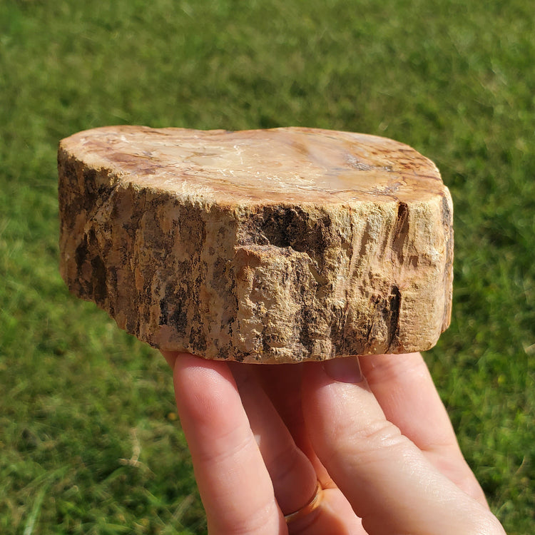 Petrified Wood Slab Minerals Stones Natural BONUS Info Card Nature Reiki Collectible