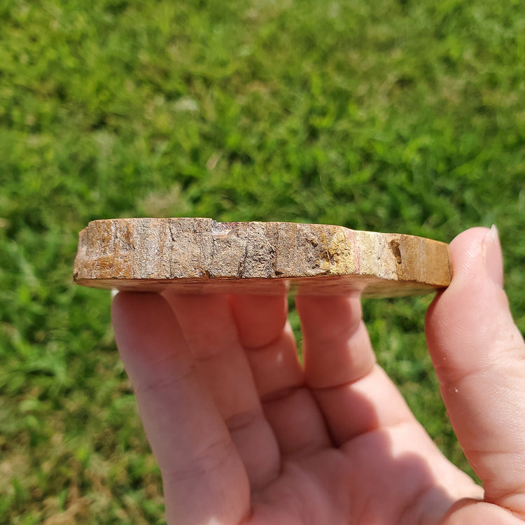 Petrified Wood Slab Slice Fossilized Crystals Mineral Stones Natural BONUS INFO CARD Gifts Collectible