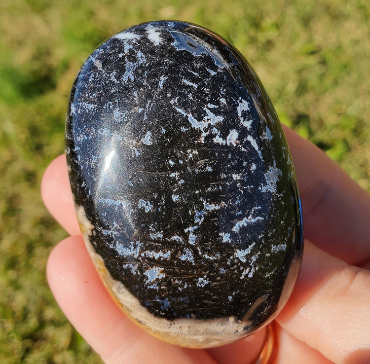 Fossilized Palm Root Palm Stone Indonesia Agate Collectible Quality Gifts A