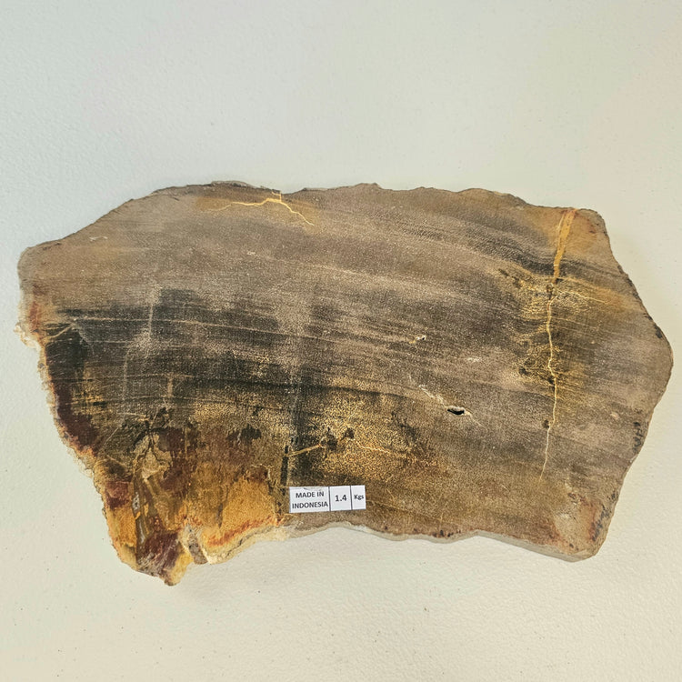 Petrified Wood Indonesia Fossilized Slab Slice Crystals Minerals Paw Print