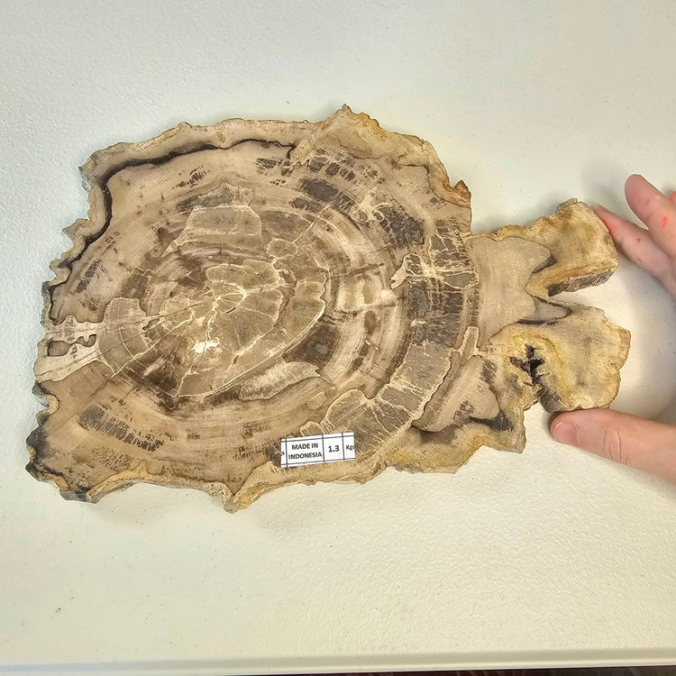 Petrified Wood Indonesia Fossilized Slab Slice Crystals Minerals