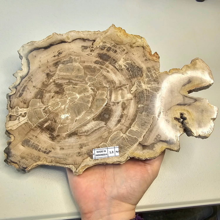 Petrified Wood Indonesia Fossilized Slab Slice Crystals Minerals