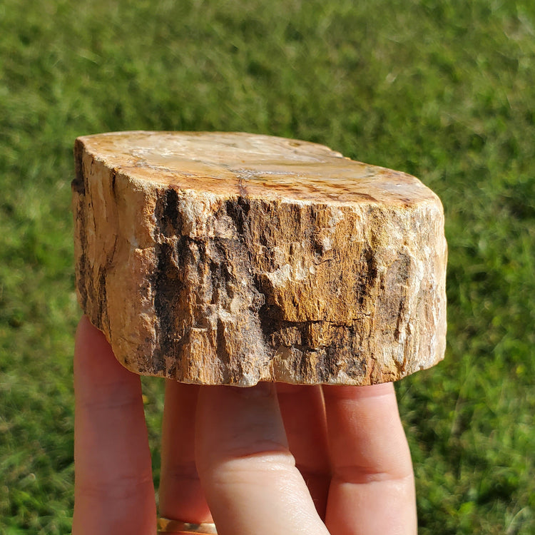 Petrified Wood Slab Minerals Stones Natural BONUS Info Card Nature Reiki Collectible