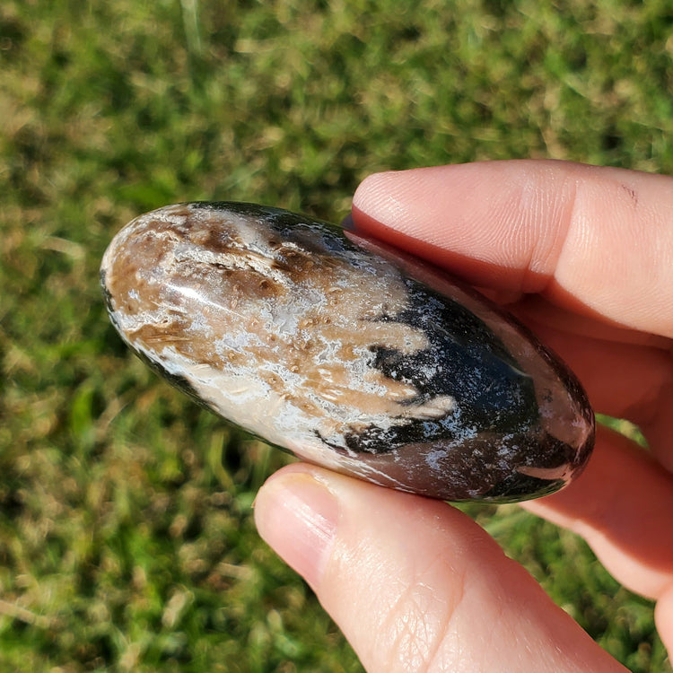 Fossilized Palm Root Palm Stone Indonesia Agate Collectible Quality Gifts D