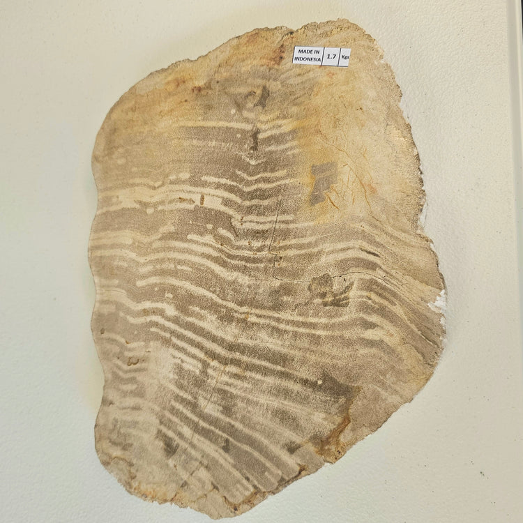 Petrified Wood Indonesia Fossilized Slab Slice Crystals Minerals