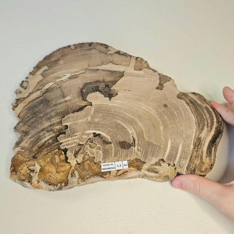 Petrified Wood Indonesia Fossilized Slab Slice Crystals Minerals