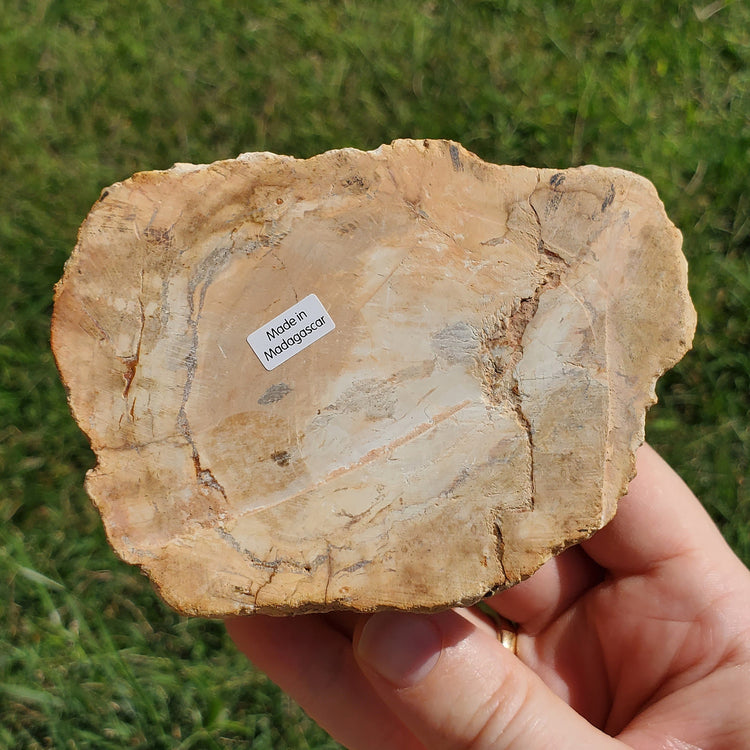 Petrified Wood Slab Minerals Stones Natural BONUS Info Card Nature Reiki Collectible