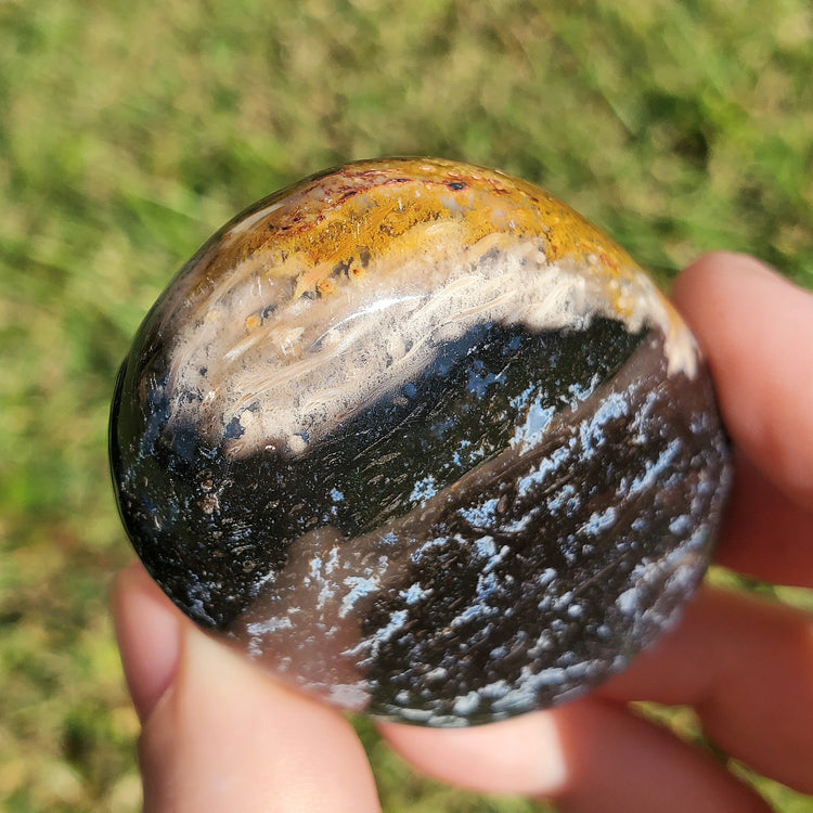 Fossilized Palm Root Palm Stone Indonesia Agate Collectible Quality Gifts A