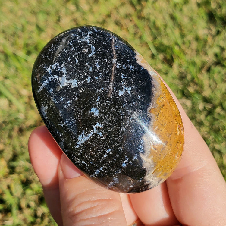 Fossilized Palm Root Palm Stone Indonesia Agate Collectible Quality Gifts A