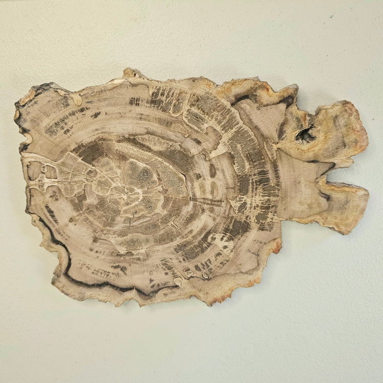 Petrified Wood Indonesia Fossilized Slab Slice Crystals Minerals