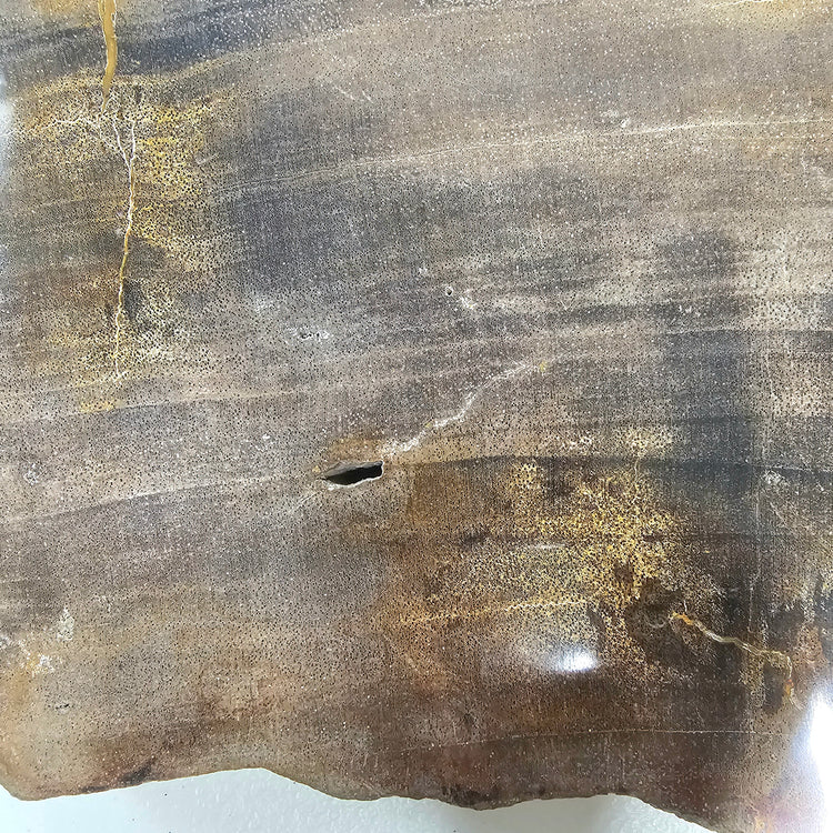 Petrified Wood Indonesia Fossilized Slab Slice Crystals Minerals Paw Print