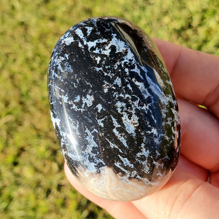 Fossilized Palm Root Palm Stone Indonesia Agate Collectible Quality Gifts K