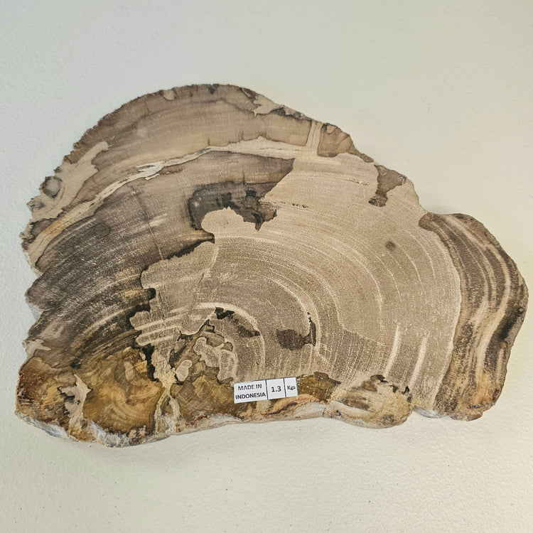 Petrified Wood Indonesia Fossilized Slab Slice Crystals Minerals