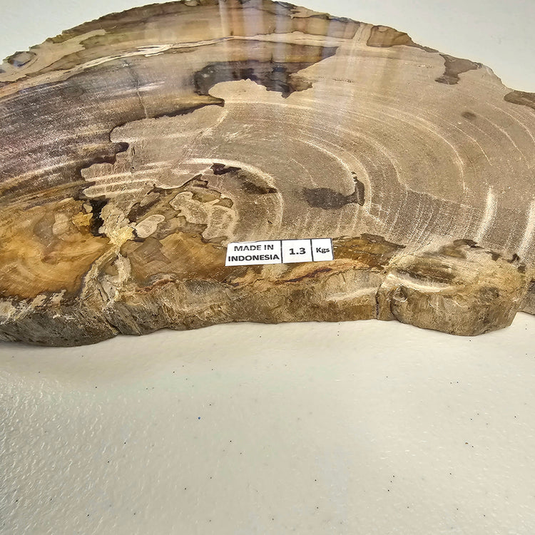 Petrified Wood Indonesia Fossilized Slab Slice Crystals Minerals