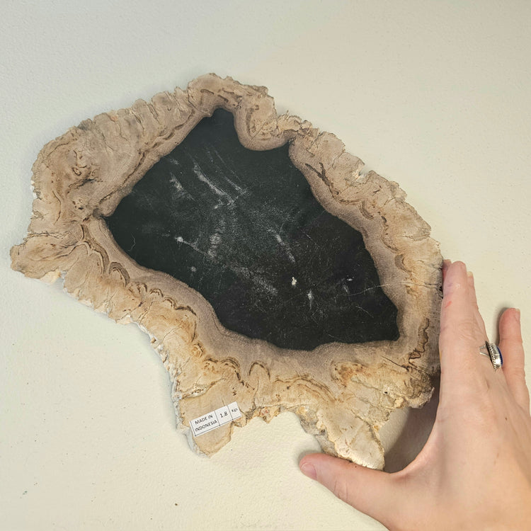 Petrified Wood Indonesia Fossilized Slab Slice Crystals Minerals