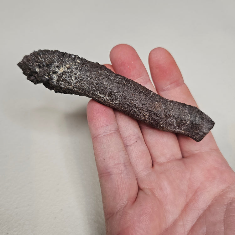 Prophecy Stone Unique Specimen Collectible Minerals Egypt