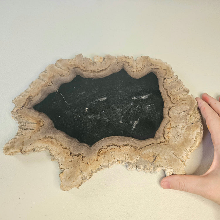 Petrified Wood Indonesia Fossilized Slab Slice Crystals Minerals