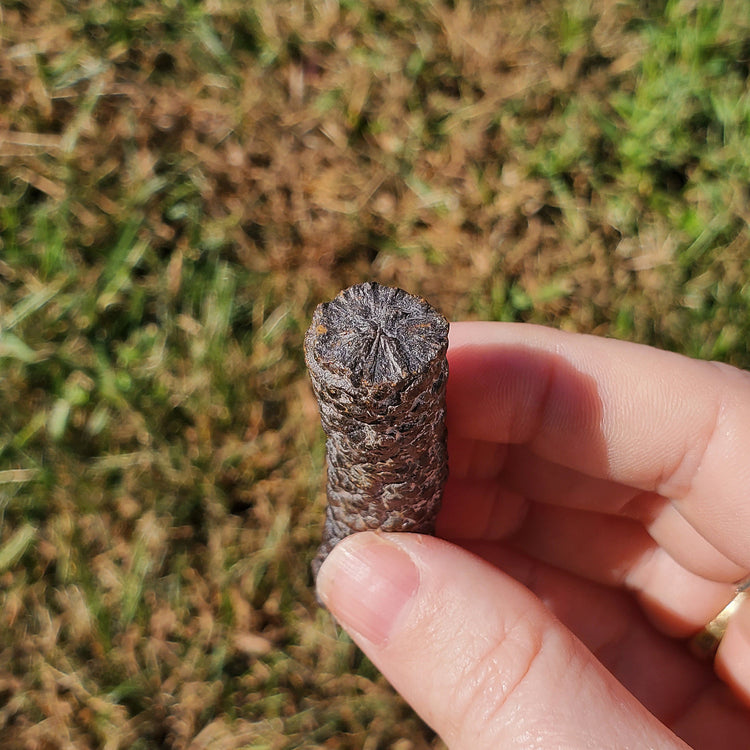 Prophecy Stone Unique Specimen Collectible Minerals Egypt